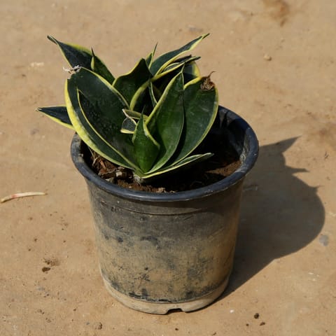 Free Next Day Delivery Snake Dwarf Yellow In Inch Nursery Pot