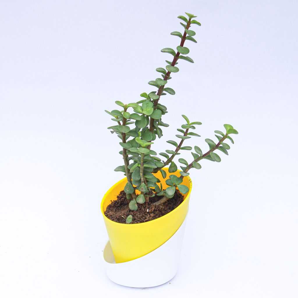 Free Next Day Delivery Jade In 4 Inch Sunshine Yellow Dublin Self