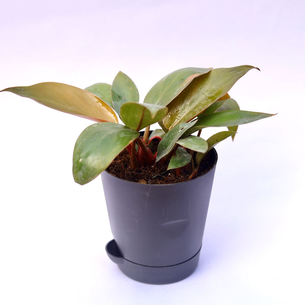 Free Next Day Delivery Philodendron Red In Inch Black Florence Self