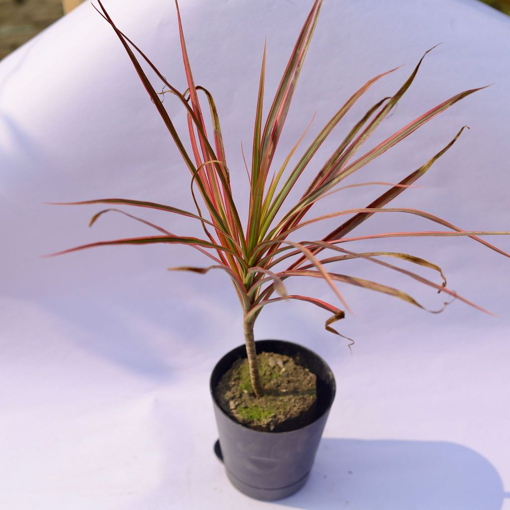 Dracaena Colorama Red In Inch Florence Self Watering Pot