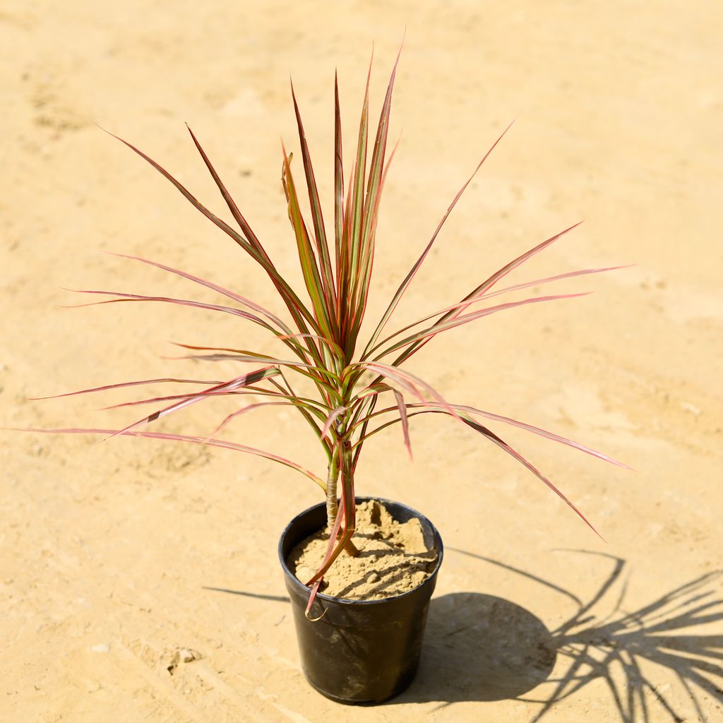 Free Next Day Delivery Dracaena Colorama Red In 6 Inch Nursery Pot