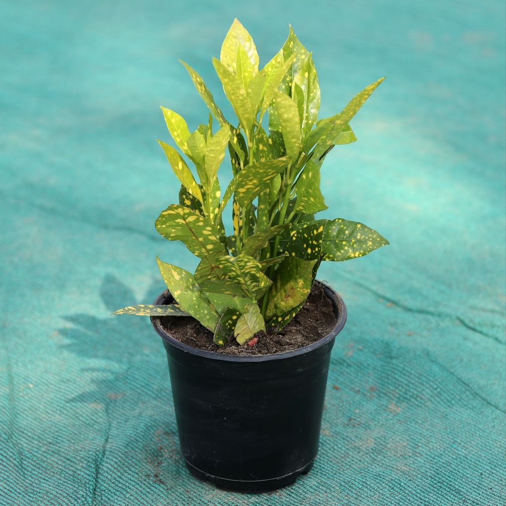 Baby Croton in 6 Inch Nursery Pot