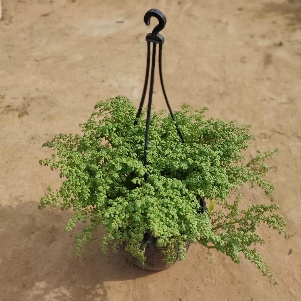 Microphylla in 8 inch Basket