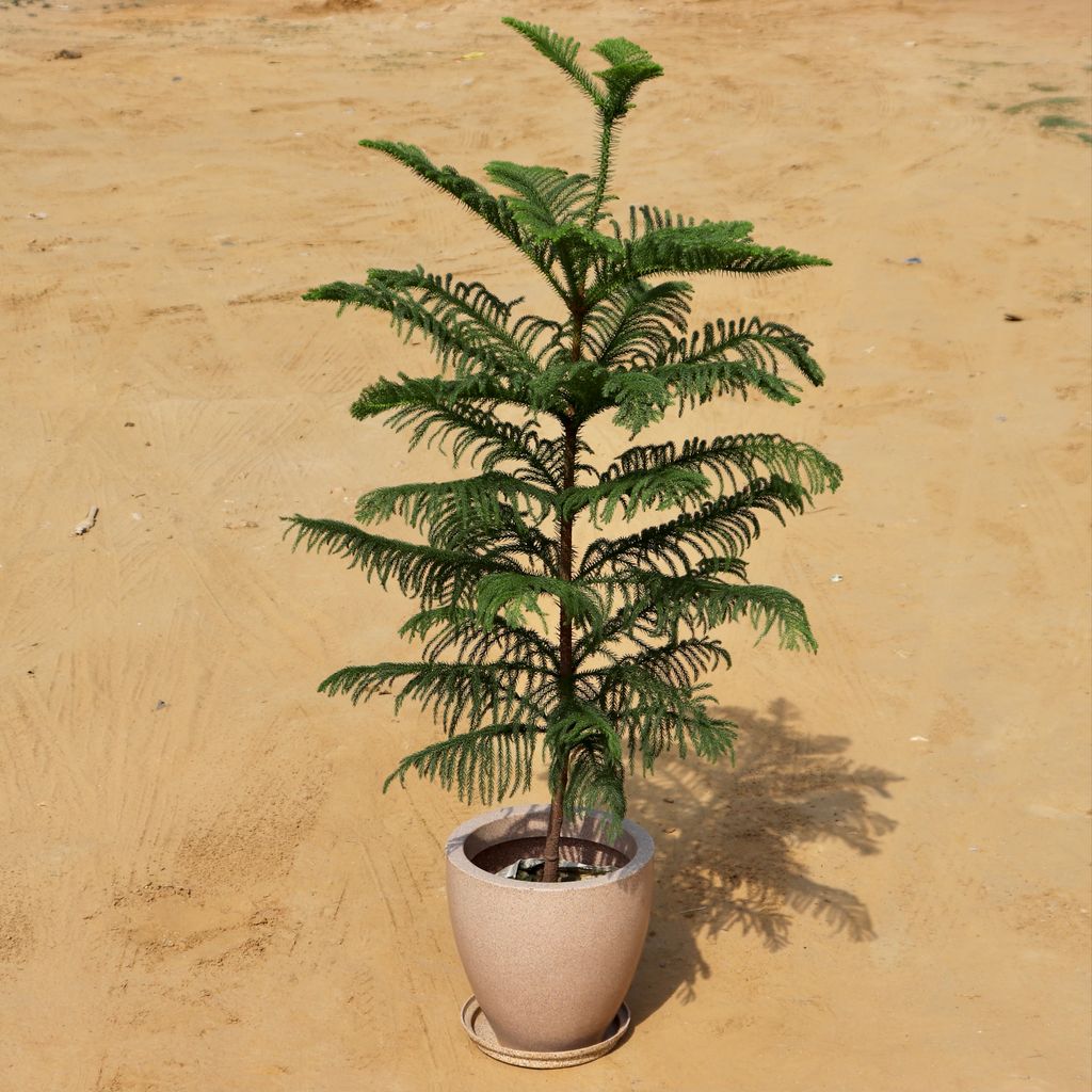 Araucaria / Christmas Tree (~4 feet) in 12 Inch High Quality Beige Polymer Planter with Tray
