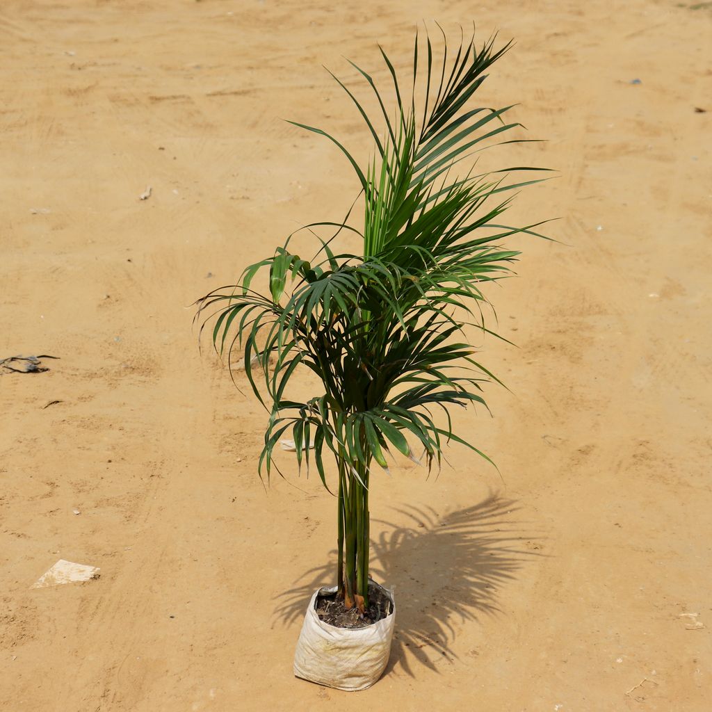 Areca Palm (~ 3 Ft) in 8 Inch Nursery Bag