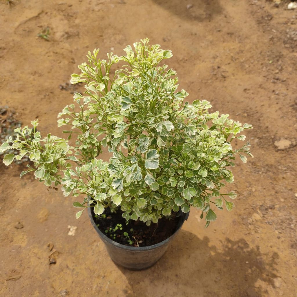 White Aralia in 6 Inch Nursery Pot