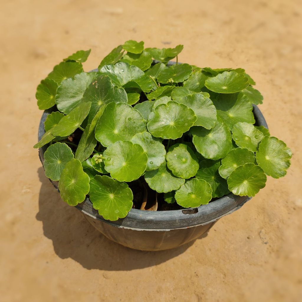 Pennyworth Dollar Plant in 8 Inch Nursery Pot