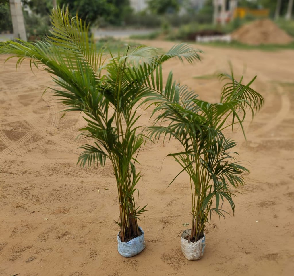 Set of 2 Areca Palm in 7 inch Nursery bag