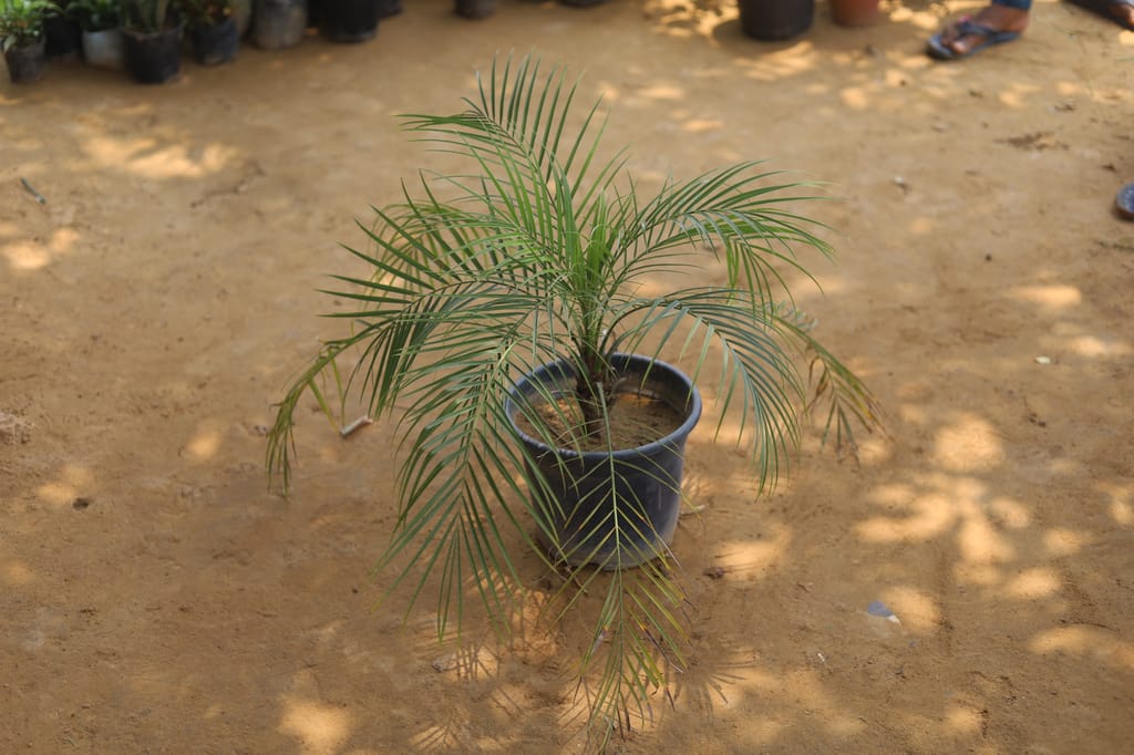 Phoenix Palm in 10 Inch Nursery Pot