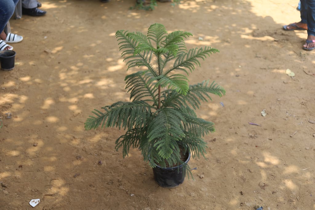 Araucaria / Christmas Tree Tree in 10 Inch Nursery Pot
