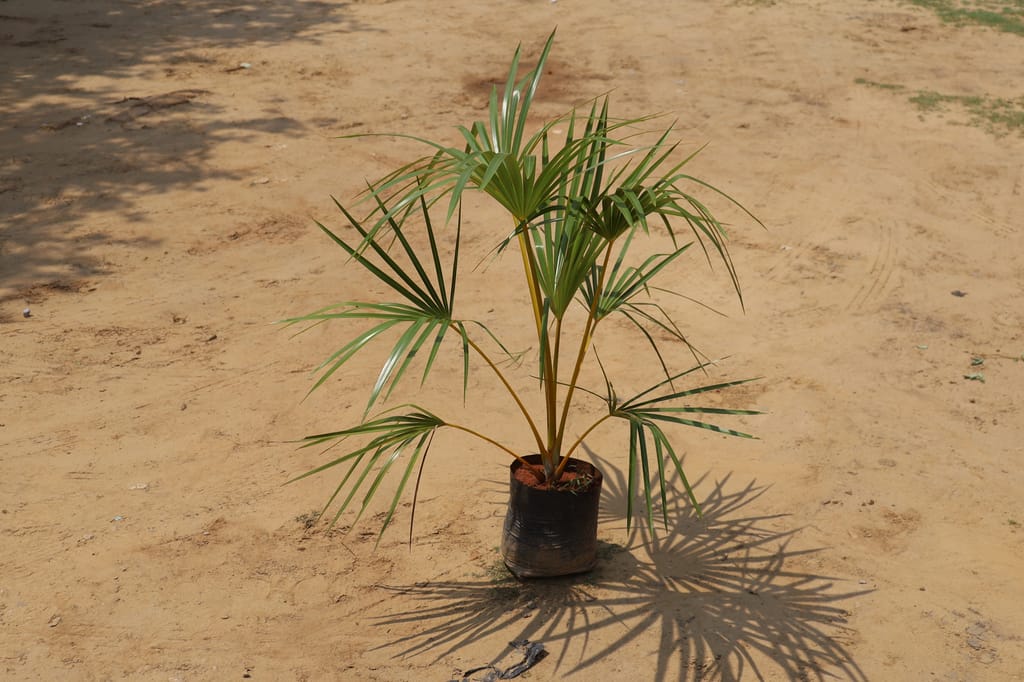 Latania Palm in 13 Inch Nursery Bag