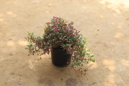 Buy Ludwigia Plant in 4 Inch Plastic Pot Online | Urvann.com