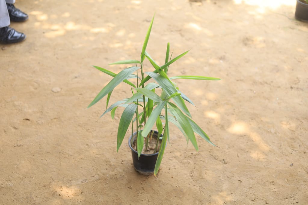 Elaichi in 6 Inch Nursery Pot