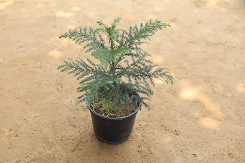 Araucaria / Christmas Tree Tree in 8 Inch Nursery Pot