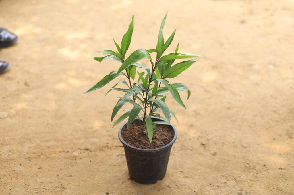 Sukhshanti Plant in 6 Inch Nursery Pot