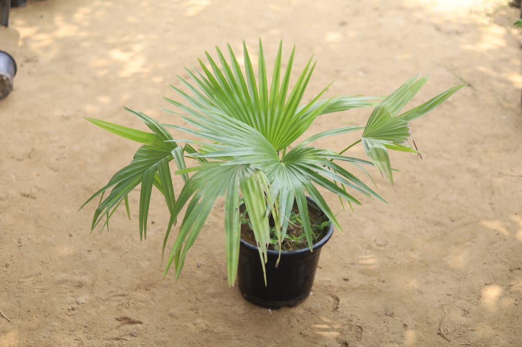 China Palm in 10 Inch Nursery Pot