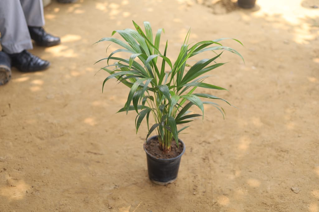 Areca Palm Dwarf in 6 Inch Nursery Pot