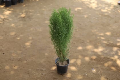 Buy Kochia in 5 Inch Plastic Pot Online | Urvann.com