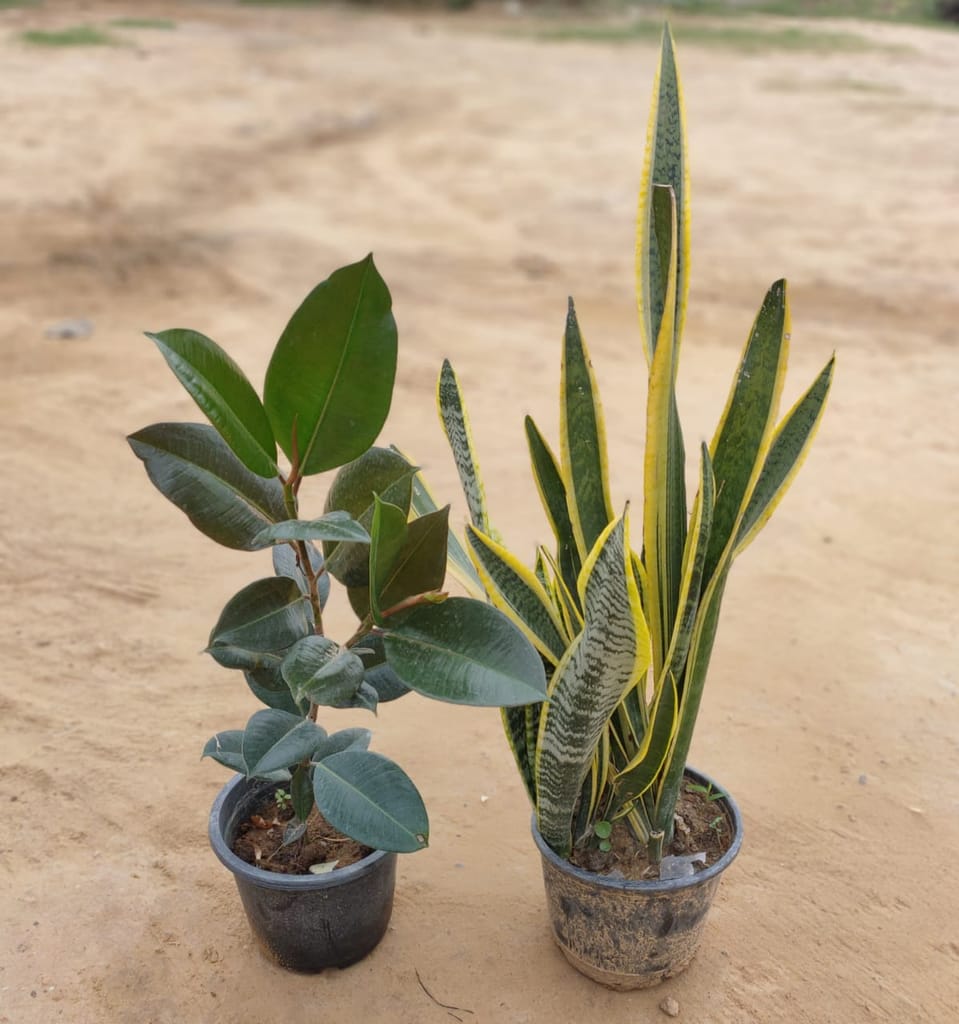 Set of 2 (Rubber plant, Snake Dwarf Yellow) in 10 Inch Nursery Pot