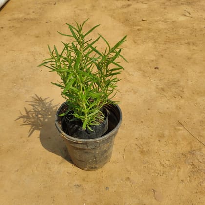 Buy Rosemary in 6 Inch Plastic Pot Online | Urvann.com