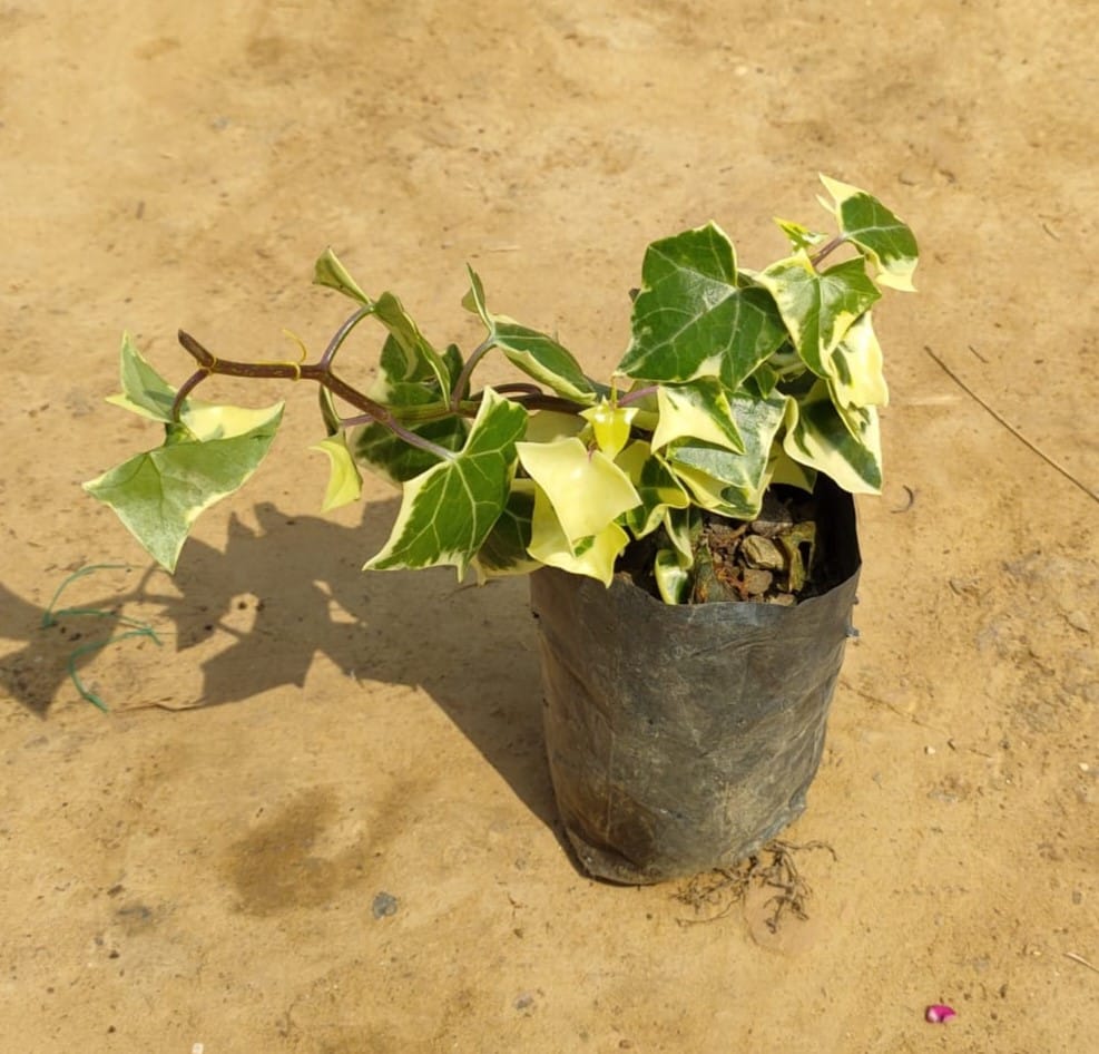 English ivy in 4 Inch Nursery Bag