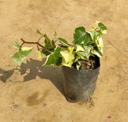 Buy English ivy in 4 Inch Nursery Bag Online | Urvann.com