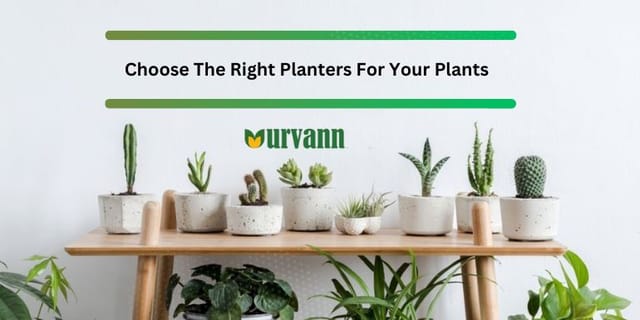 The Ultimate Guide to Planter Sizes
