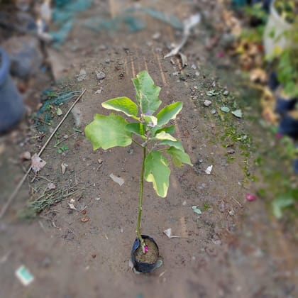 Buy Brinjal in 4 Inch Nursery Bag Online | Urvann.com