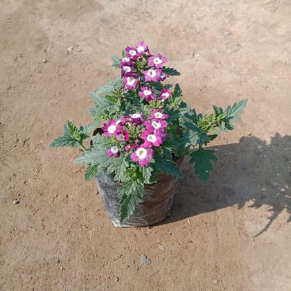 Verbena (any colour) in 4 Inch Nursery Bag