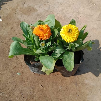 Set Of 2 - Calendula (any colour) in 4 Inch Nursery Bag