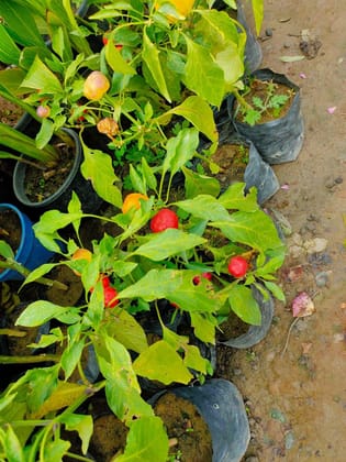 Buy Ornamental Chilli in 3 Inch Nursery Bag Online | Urvann.com