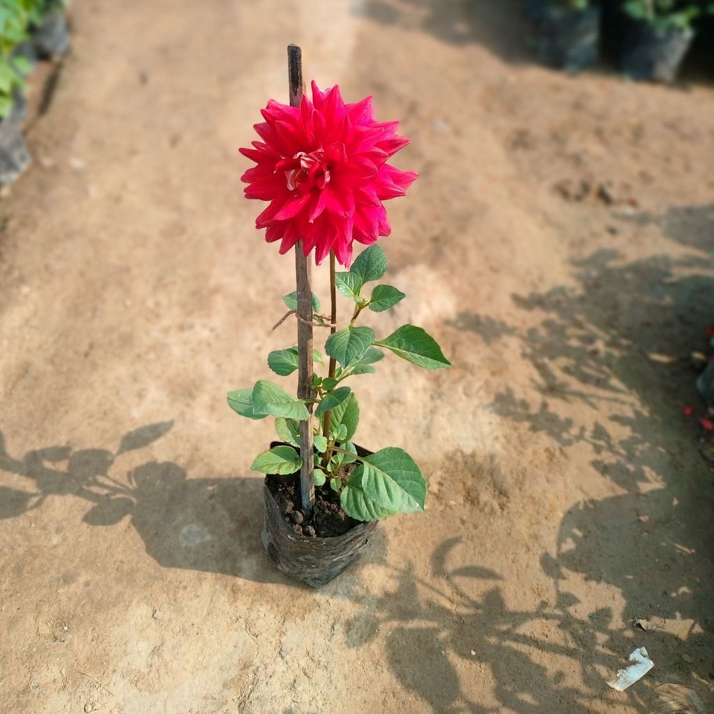 Set of 3 -Dahlia Red in 4 Inch Nursery Bag