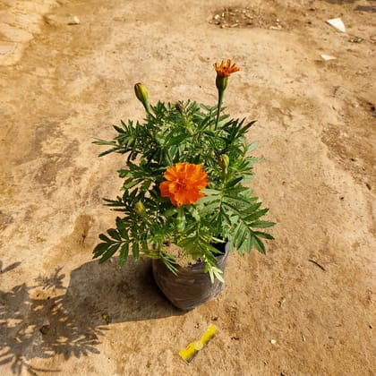 Marigold Orange in 4 Inch Nursery Bag