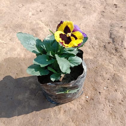 Buy Pansy (any colour) in 4 Inch Nursery Bag Online | Urvann.com