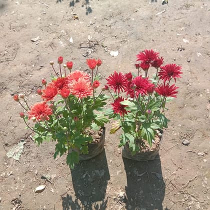 Buy Set of 2 - Chrysanthemum / Guldawari (any colour) in 4 Inch Nursery Bag Online | Urvann.com