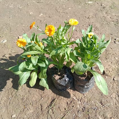 Buy Set of 3 - Calendula (any colour) in 4 Inch Nursery Bag Online | Urvann.com