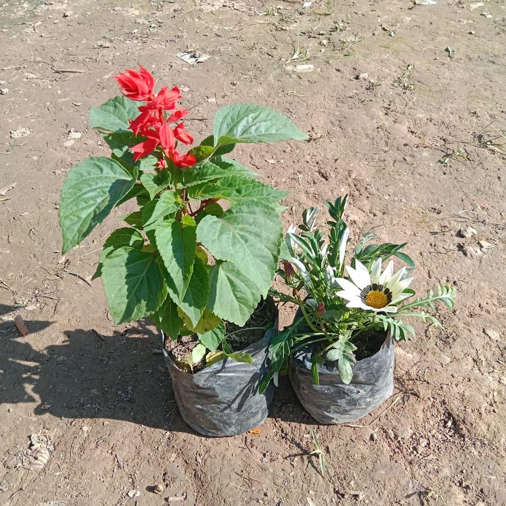 Set of 2 - Gazania & Salvia (any colour) in 4 Inch Nursery Bag