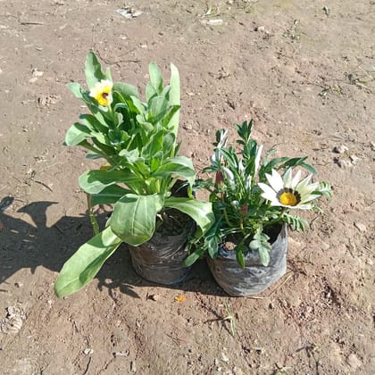 Buy Set of 2 - Gazania & Calendula (any colour) in 4 Inch Nursery Bag Online | Urvann.com