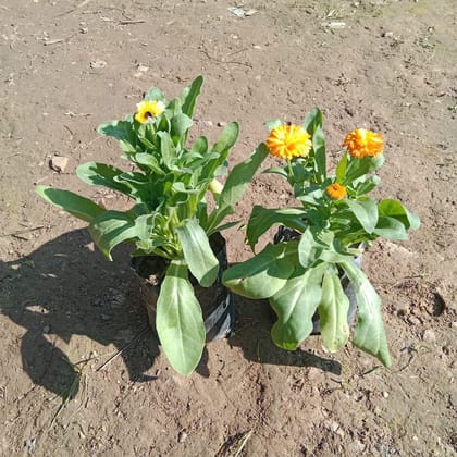 Buy Set of 2 - Calendula (any colour) in 4 Inch Nursery Bag Online | Urvann.com