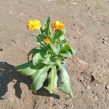 Buy Calendula (any colour) in 4 Inch Nursery Bag Online | Urvann.com