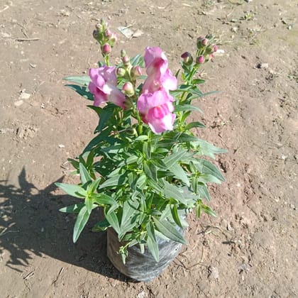 Buy Dog Flower (any colour) in 4 Inch Nursery Bag Online | Urvann.com