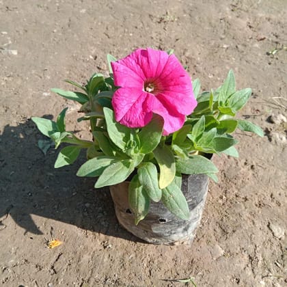 Buy Petunia (any colour) in 4 Inch Nursery Bag Online | Urvann.com