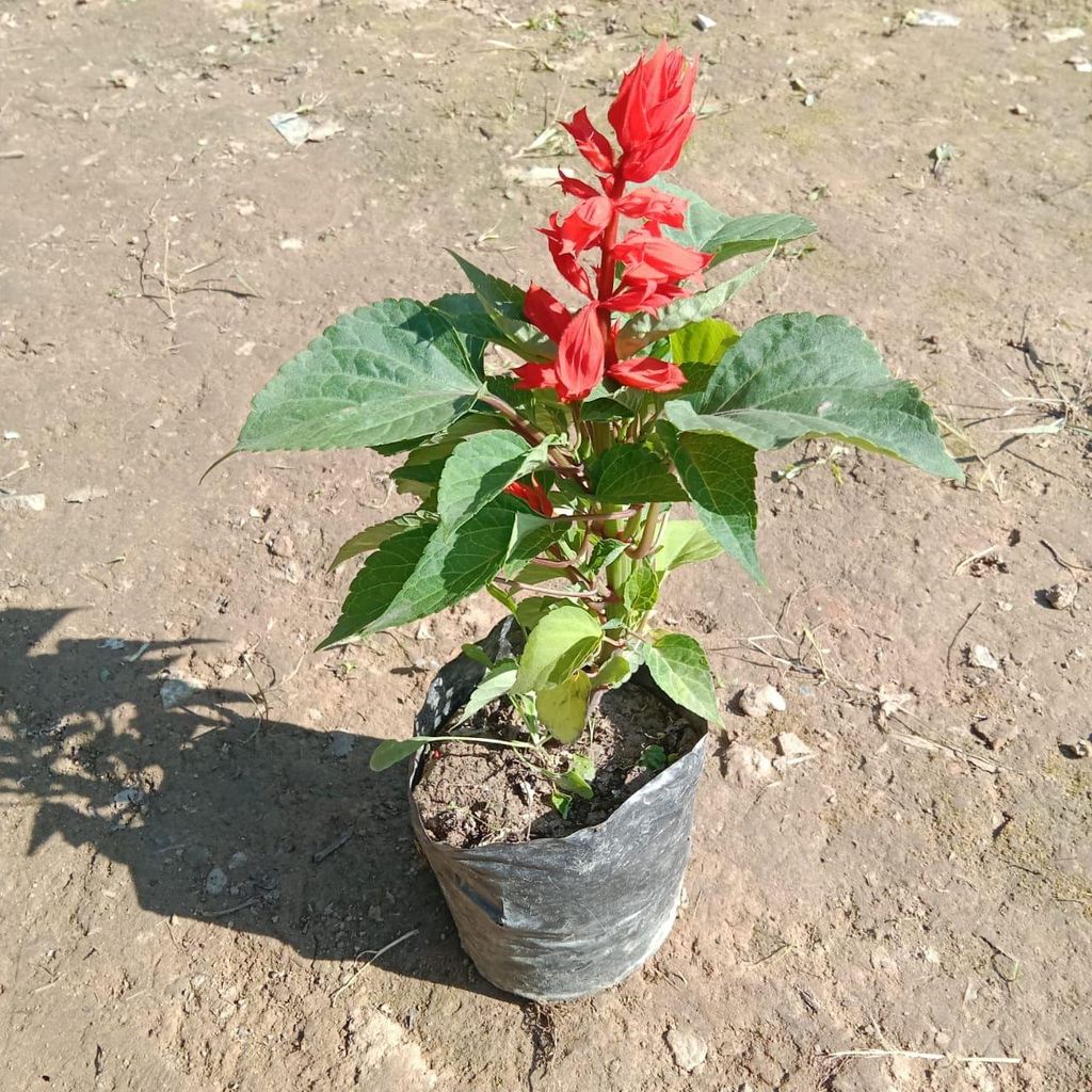 Salvia (any colour) in 4 Inch Nursery Bag