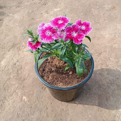 Buy Dianthus (any colour) in 6 Inch Plastic Pot  Online | Urvann.com