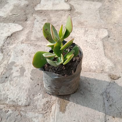 Buy Crassula Ovata Succulent in 4 Inch Nursery Bag Online | Urvann.com