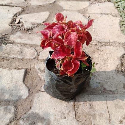 Buy Coleus (any colour) in 4 Inch Nursery Bag Online | Urvann.com