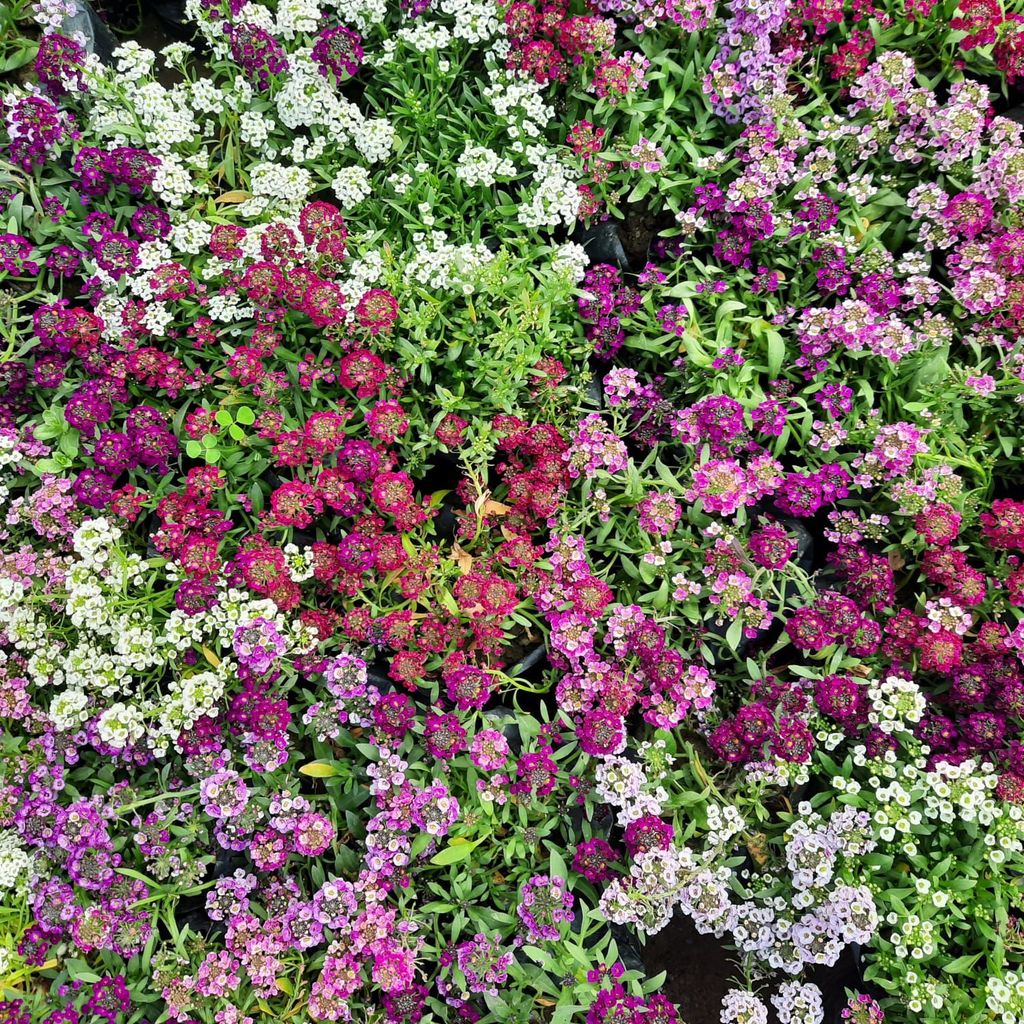 Set of 3 - Alyssum (any colour) in 6 Inch Nursery Pot