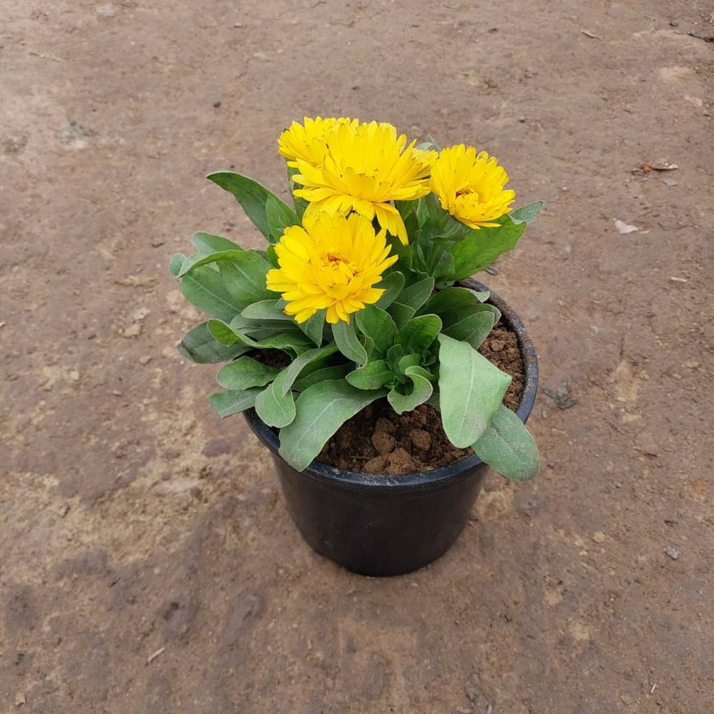 Calendula (any colour) in 5 Inch Nursery Pot