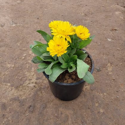 Buy Calendula (any colour) in 5 Inch Plastic Pot Online | Urvann.com