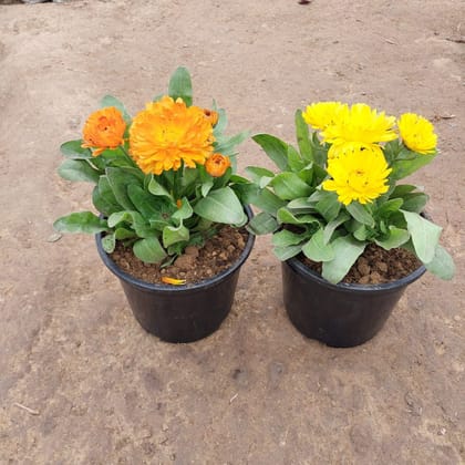 Buy Set of 2 - Calendula (any colour) in 5 Inch Plastic Pot Online | Urvann.com